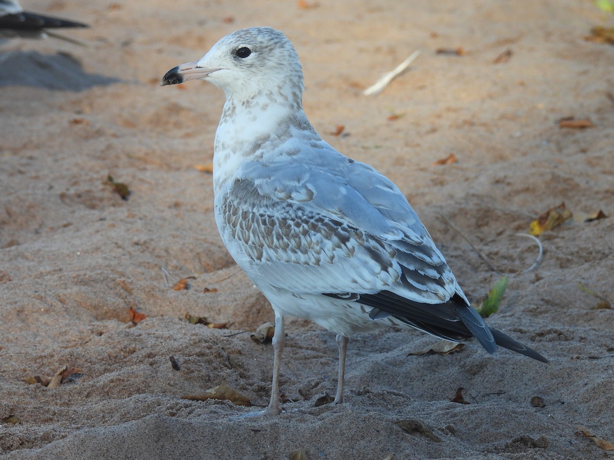 Ring-billed Gull - Kevork Bardak