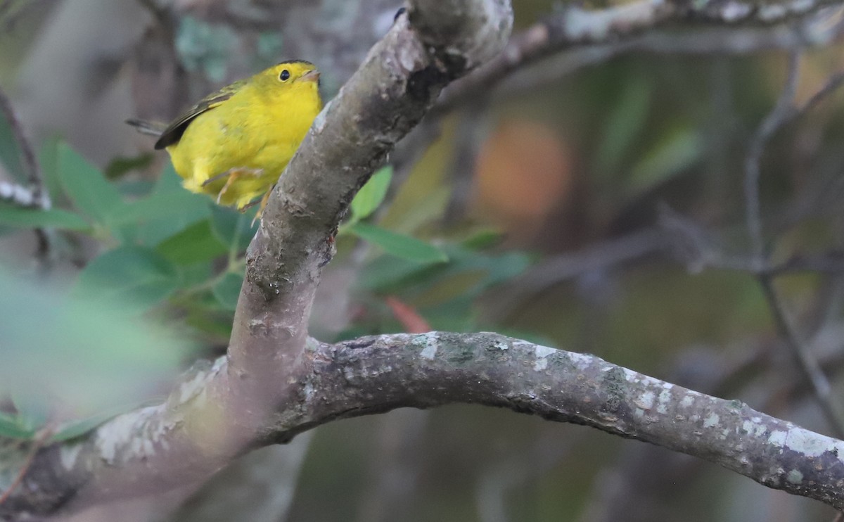 Wilson's Warbler - ML624233617