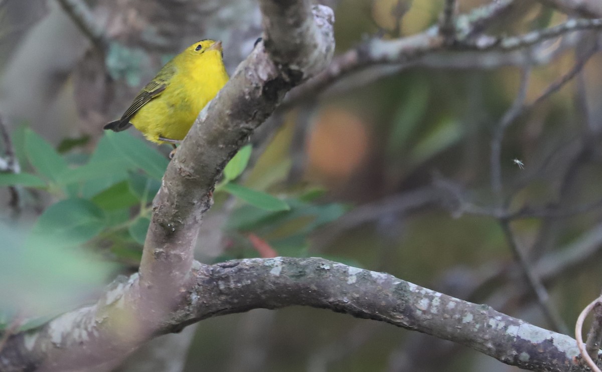 Wilson's Warbler - ML624233625