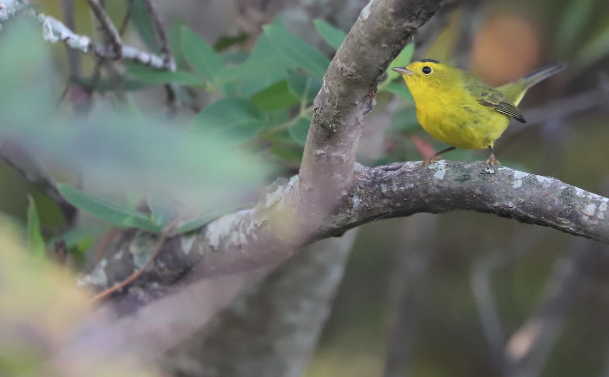 Wilson's Warbler - ML624233629