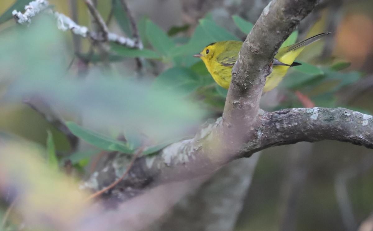 Wilson's Warbler - ML624233630