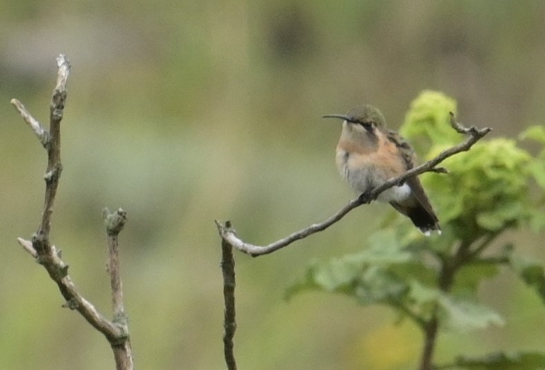 Lucifer Hummingbird - Rob Hamilton