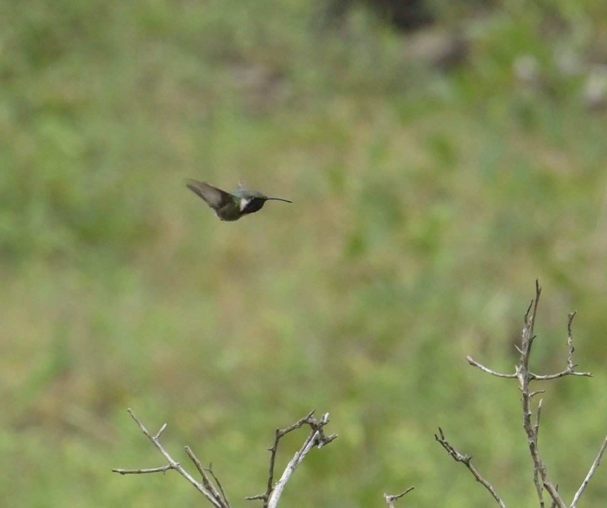 Lucifer Hummingbird - Rob Hamilton