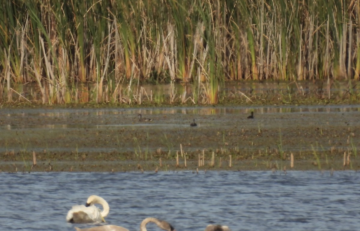 Common Gallinule - ML624233670