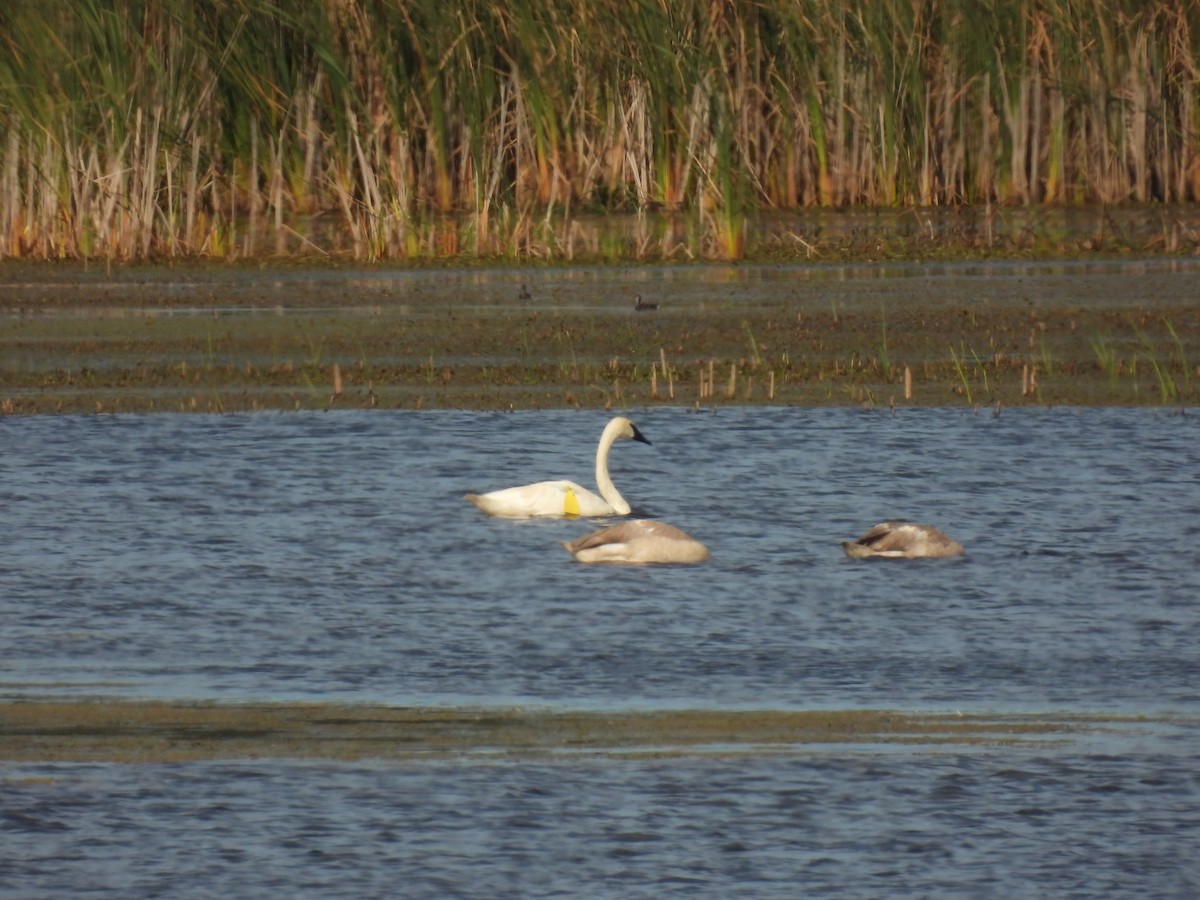 Trumpeter Swan - ML624233671