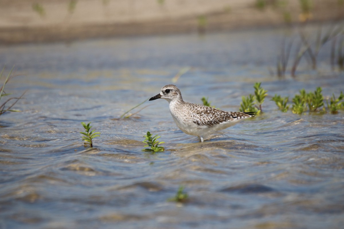 Black-bellied Plover - ML624233674