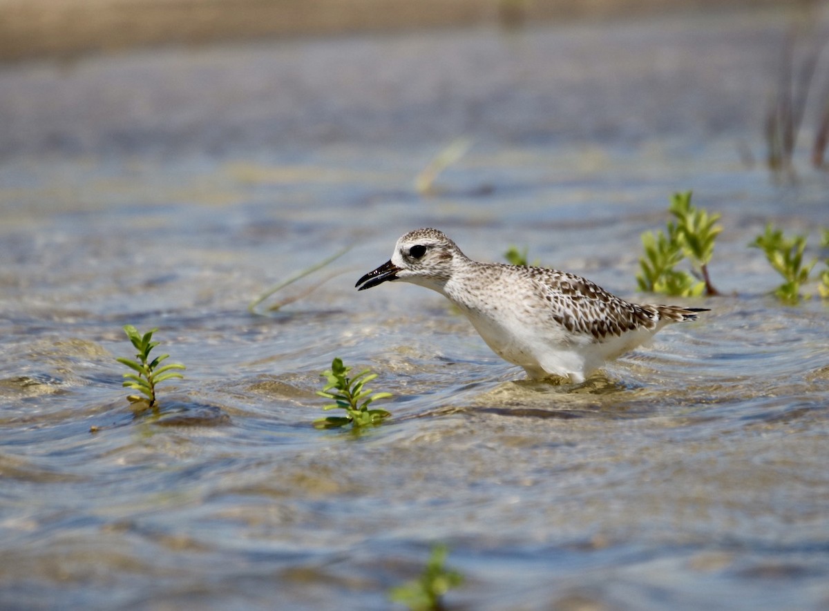 Black-bellied Plover - ML624233676