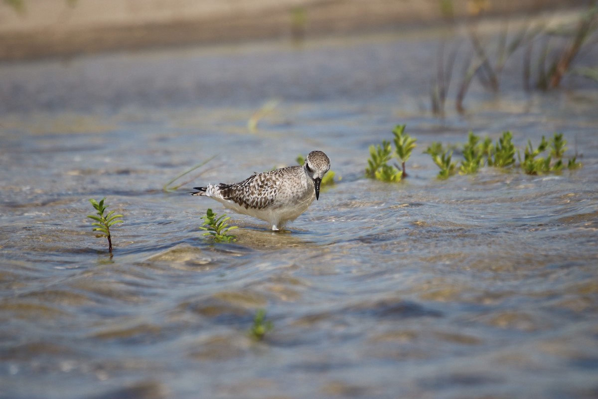 Black-bellied Plover - ML624233677