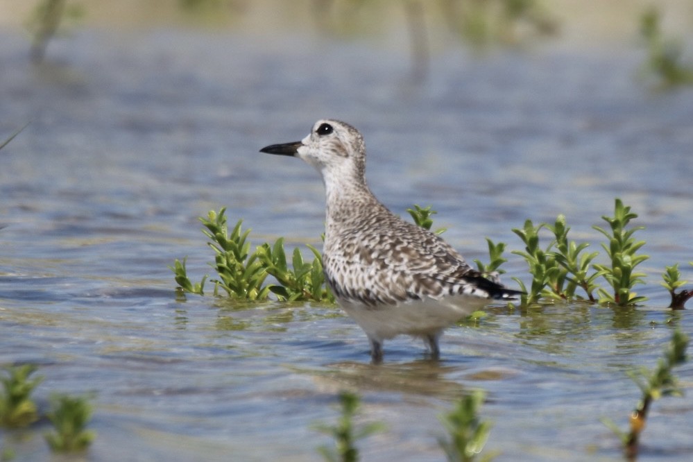 Black-bellied Plover - ML624233678