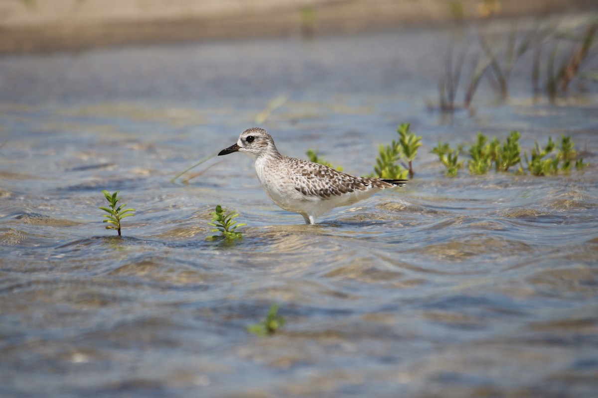 Black-bellied Plover - ML624233679