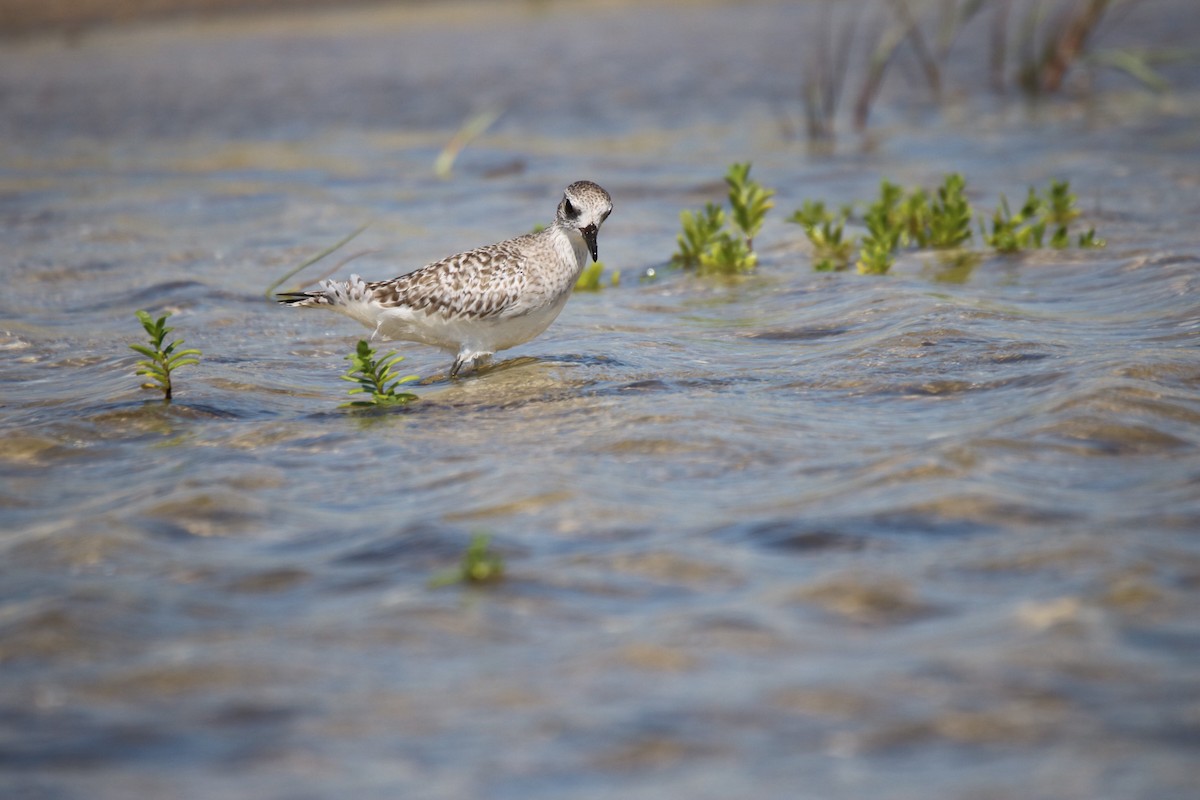 Black-bellied Plover - Kelly Krechmer