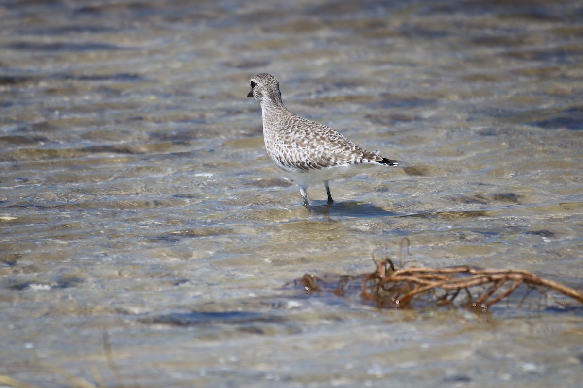 Black-bellied Plover - ML624233681