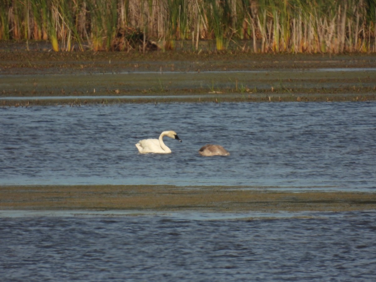 Trumpeter Swan - John McKay