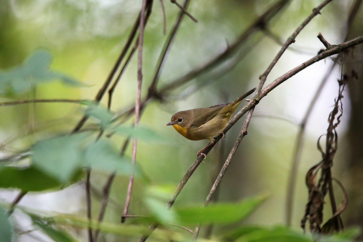 Common Yellowthroat - ML624233687