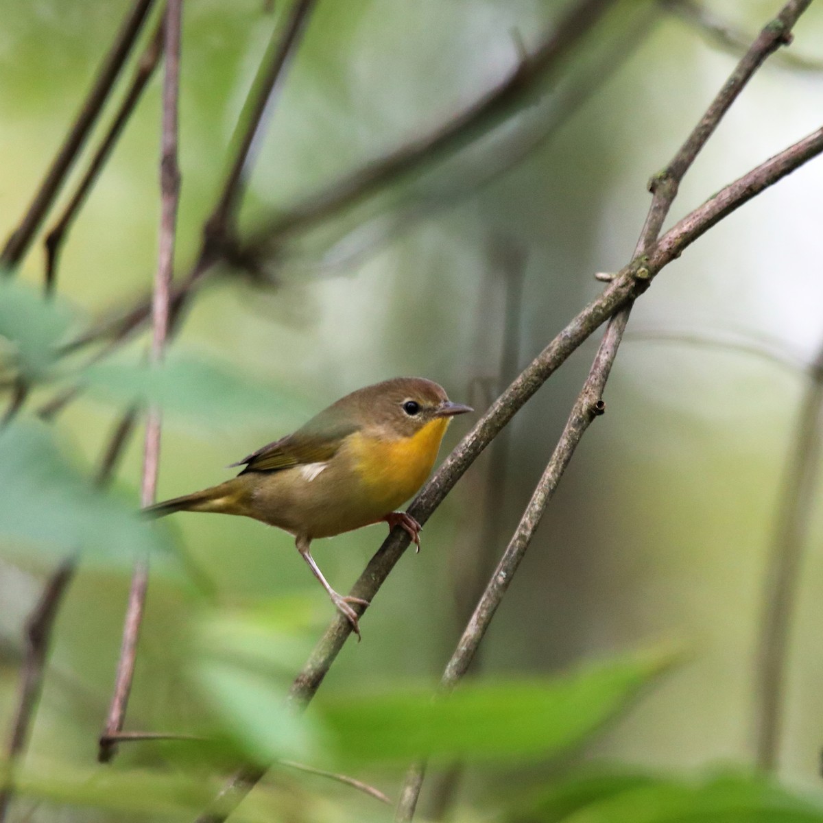 Common Yellowthroat - ML624233691