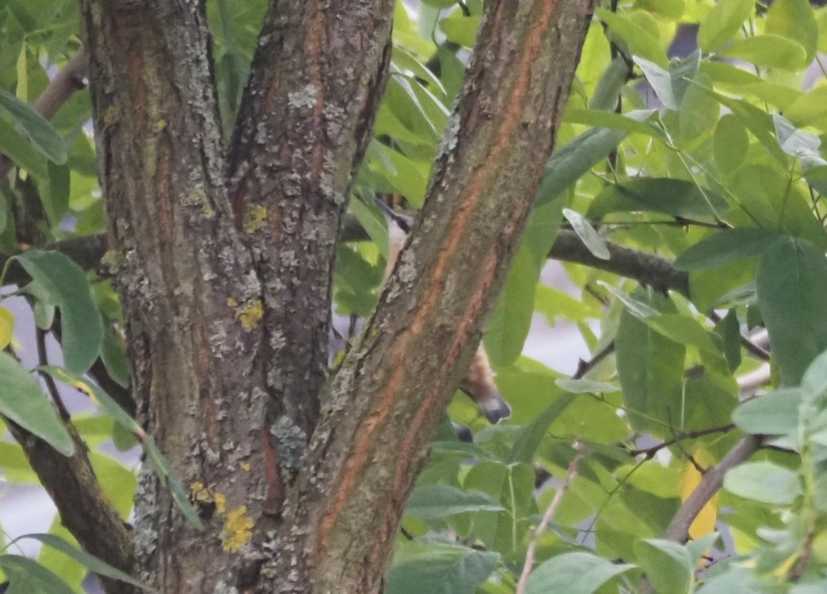 Eurasian Nuthatch (Western) - ML624233697