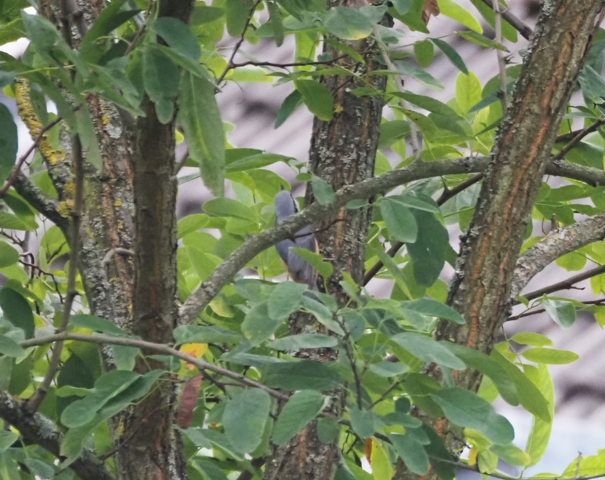 Eurasian Nuthatch (Western) - ML624233698