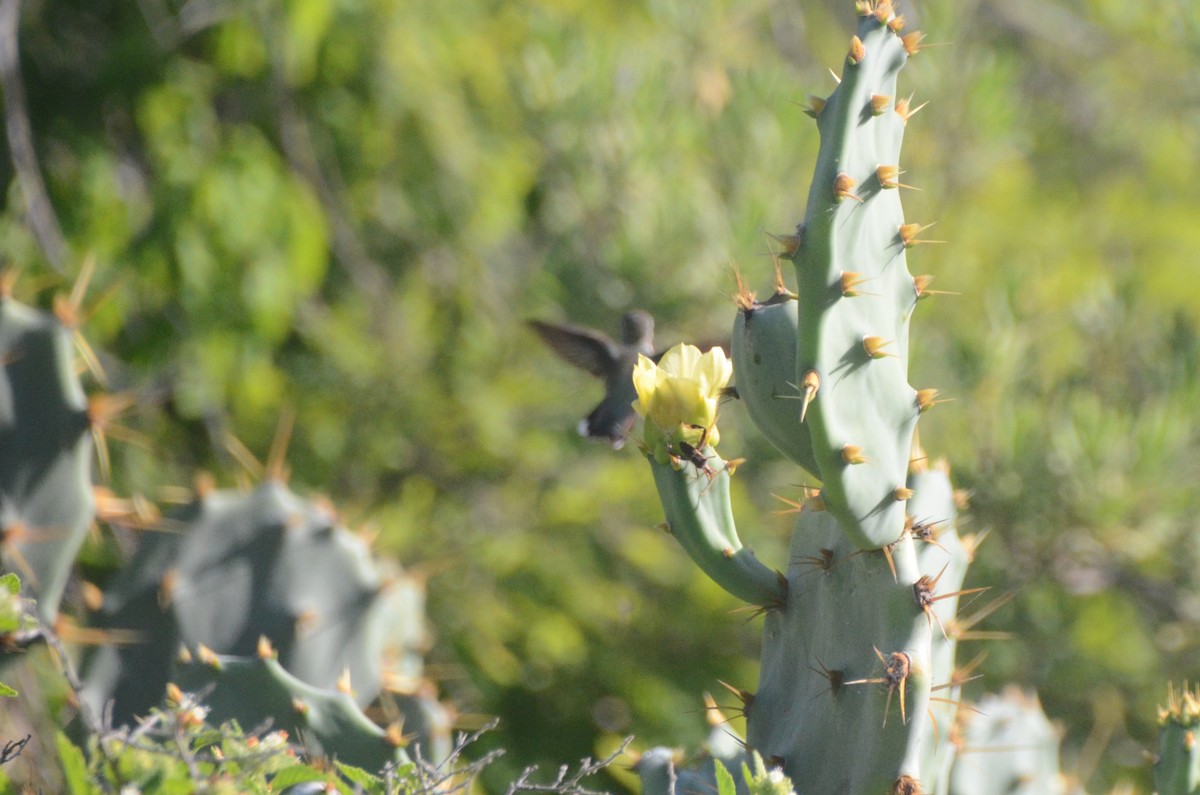 Mexican Sheartail - ML624233718