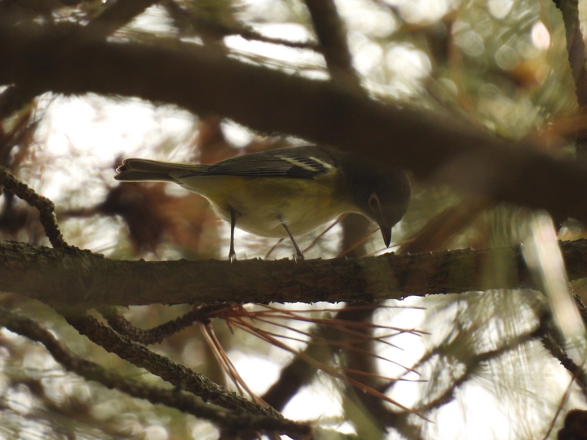 Blue-headed Vireo - John McKay