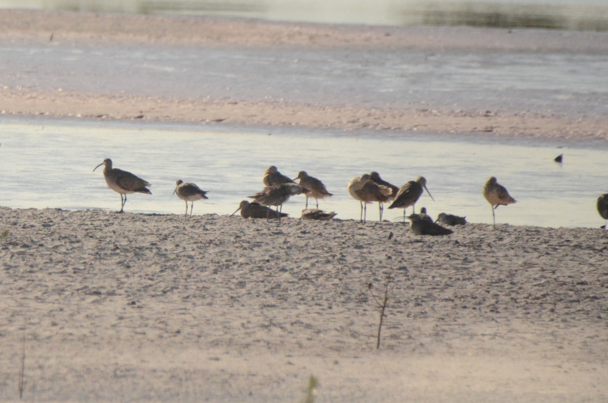 Marbled Godwit - ML624233763