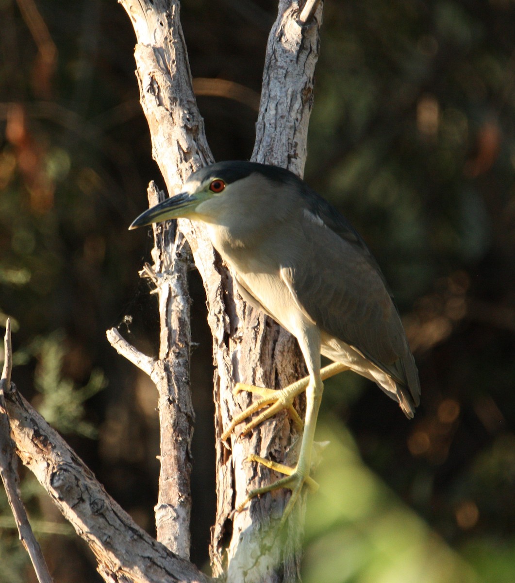 Black-crowned Night Heron - Eleanor  Price