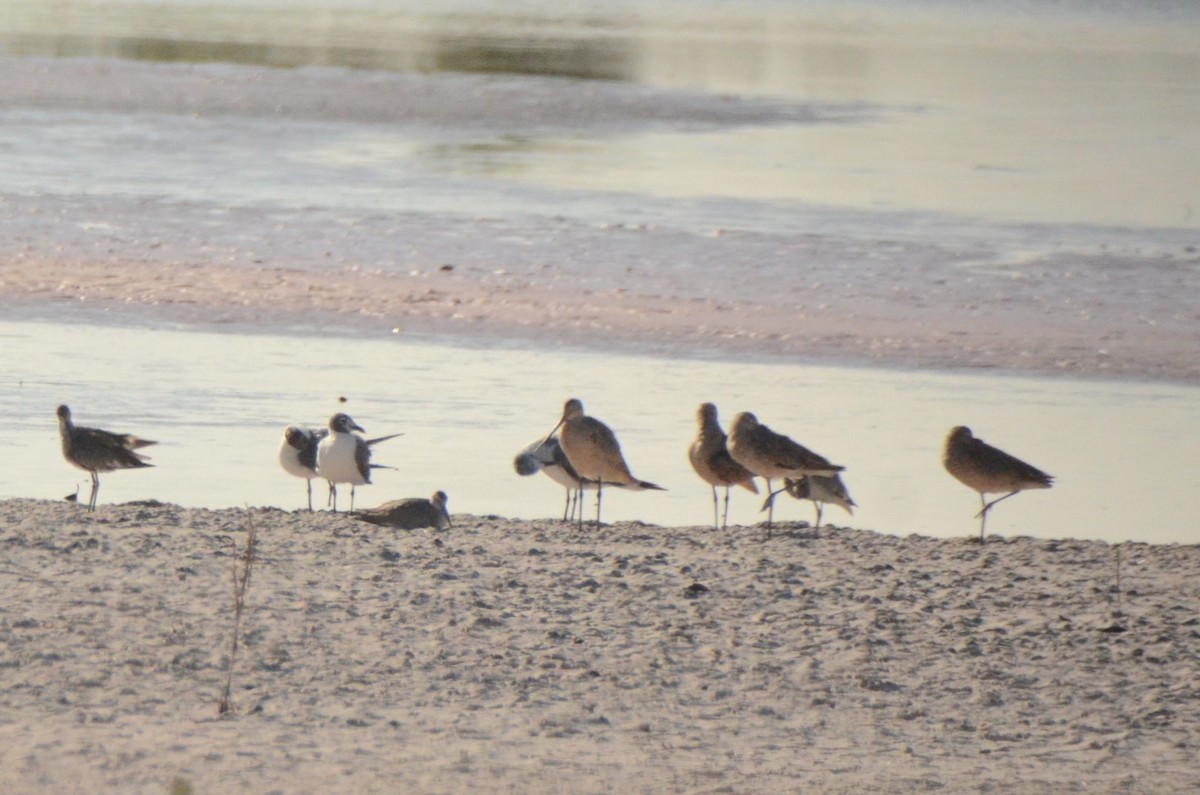 Marbled Godwit - ML624233835