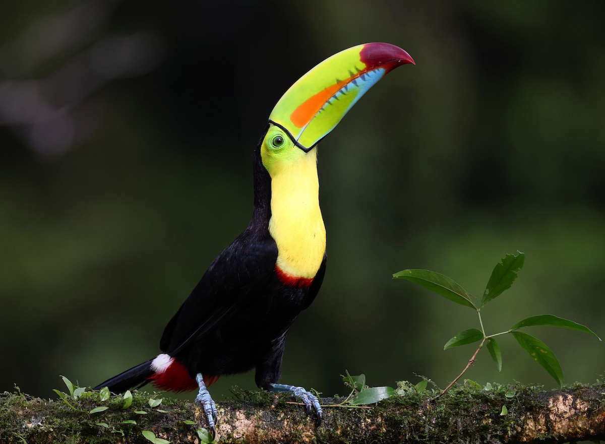 Keel-billed Toucan - ML624233839