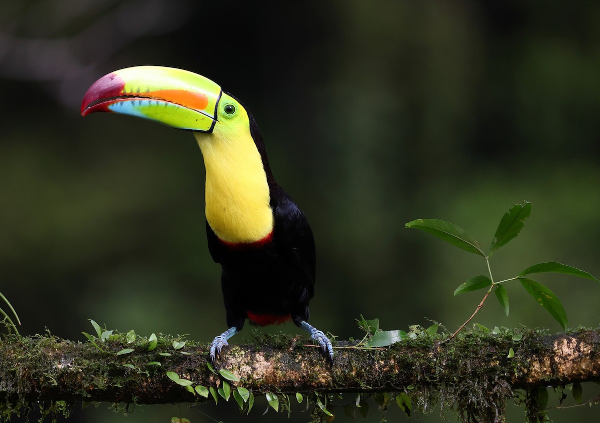 Keel-billed Toucan - ML624233871