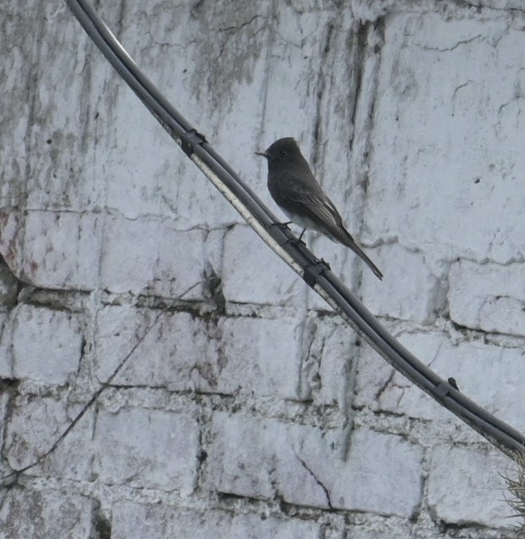 Black Phoebe (Northern) - ML624233878