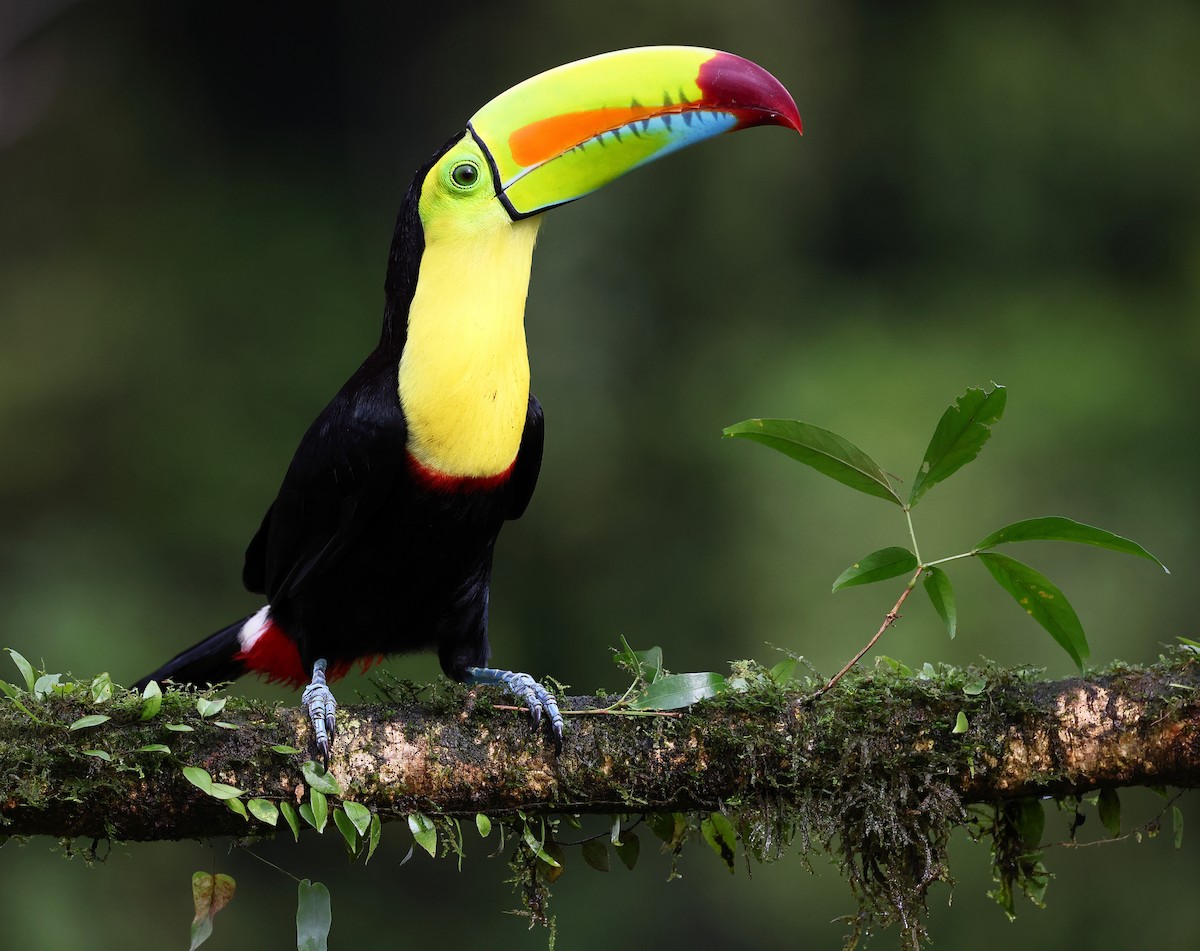 Keel-billed Toucan - ML624233906