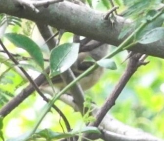 Dwarf Vireo - ML624233907