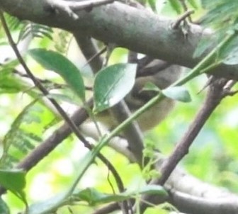 Dwarf Vireo - ML624233908