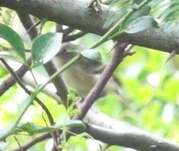 Dwarf Vireo - ML624233909