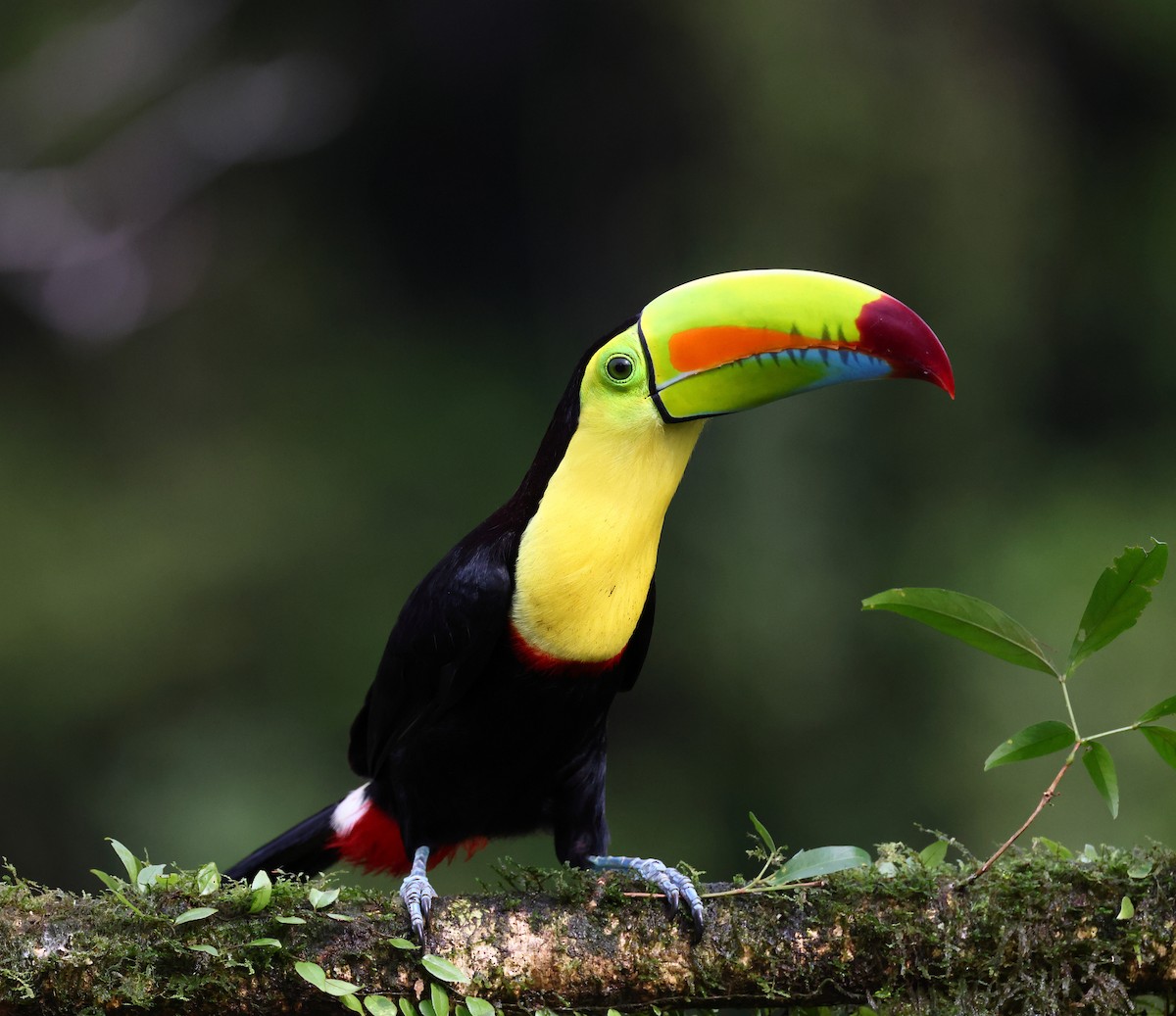 Keel-billed Toucan - ML624233940