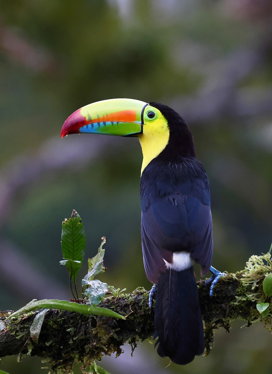 Keel-billed Toucan - ML624233945