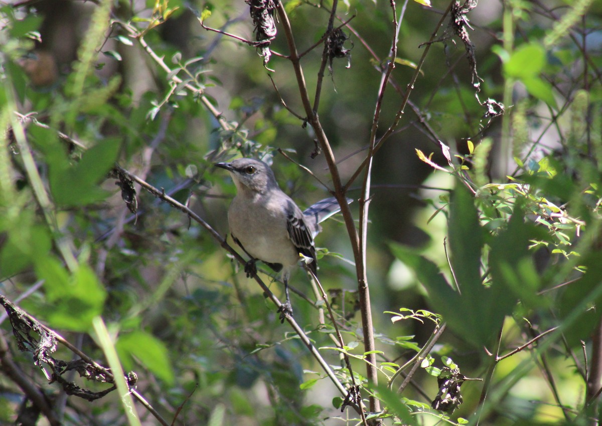 Northern Mockingbird - ML624233995