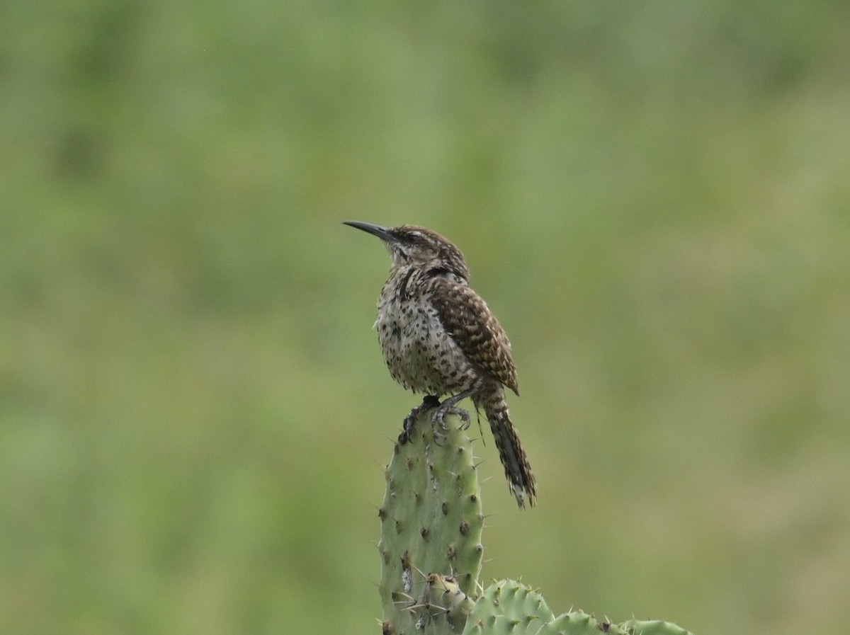 Boucard's Wren - ML624234013