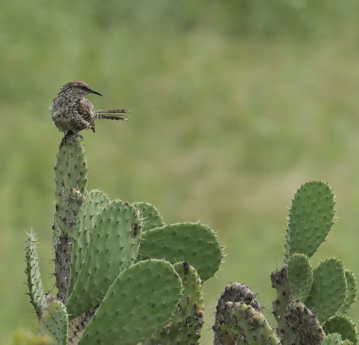 Boucard's Wren - ML624234014