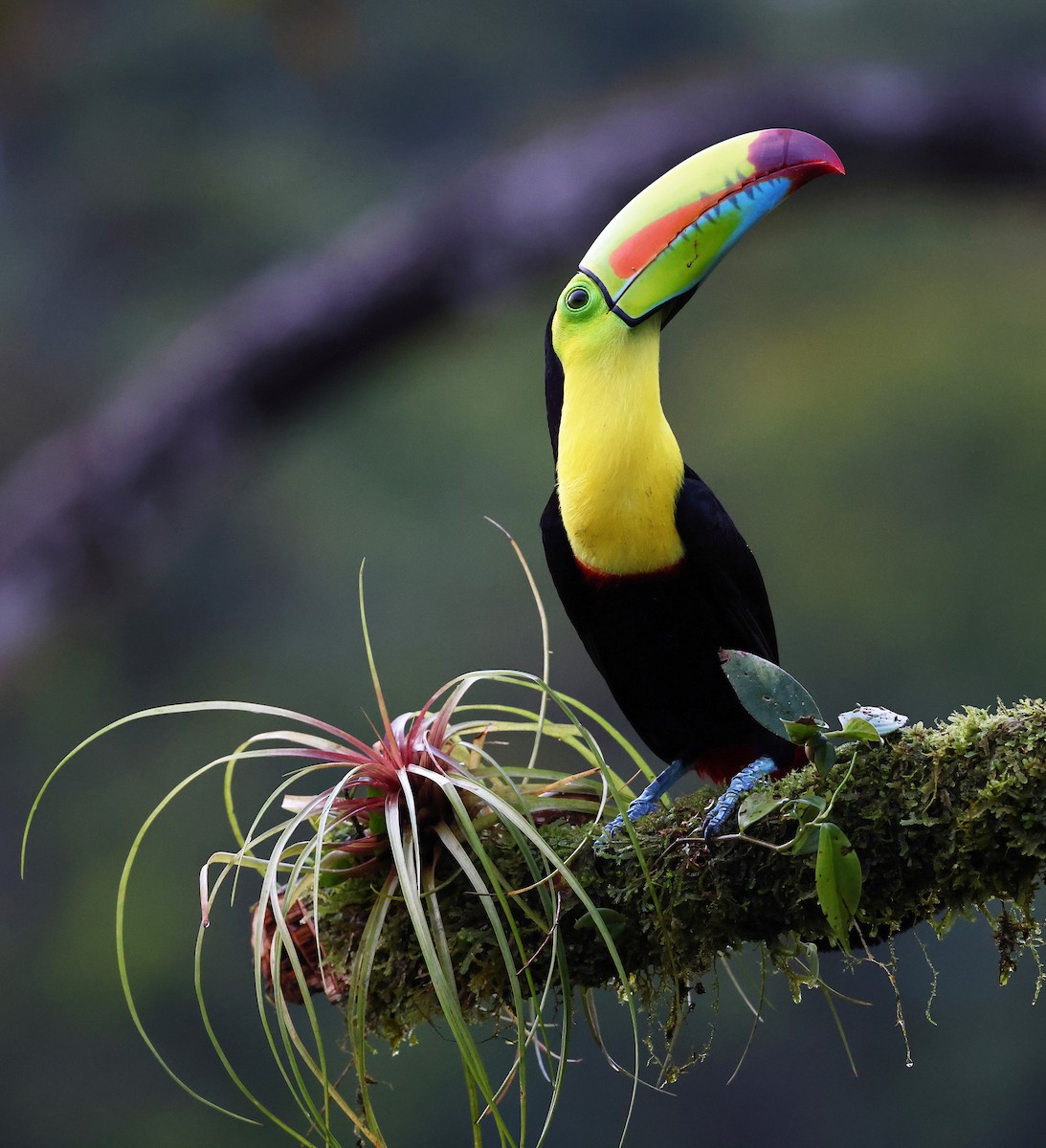 Keel-billed Toucan - ML624234029