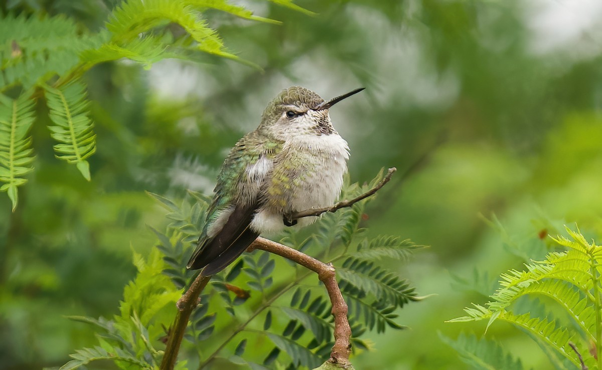 Anna's Hummingbird - ML624234059