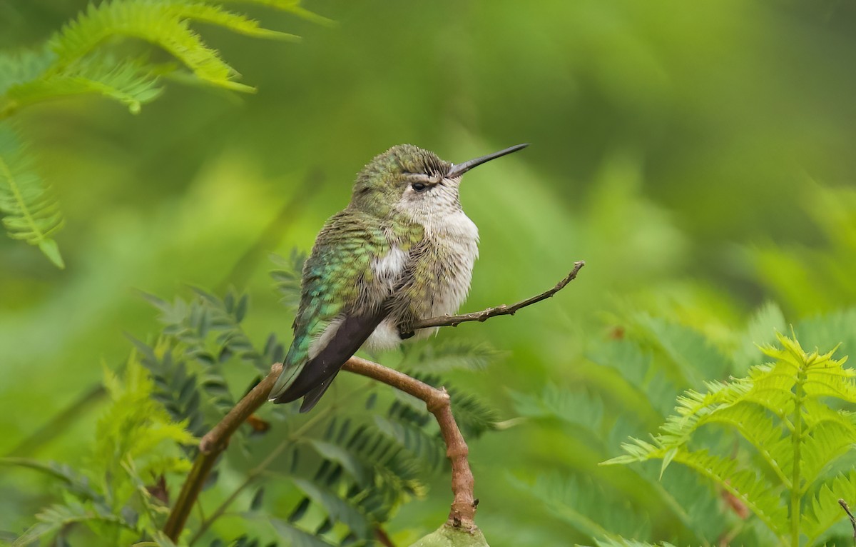 Anna's Hummingbird - ML624234060