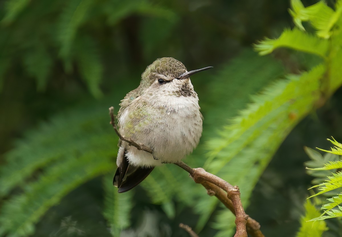 Anna's Hummingbird - ML624234061