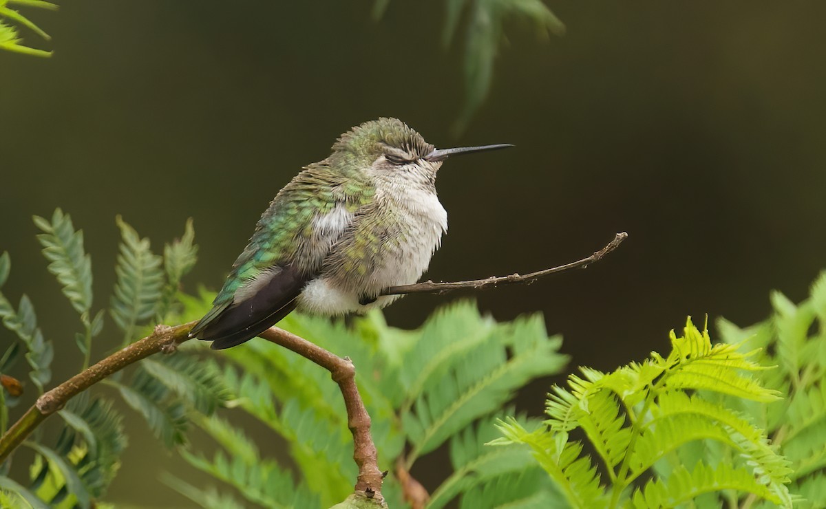 Anna's Hummingbird - ML624234062