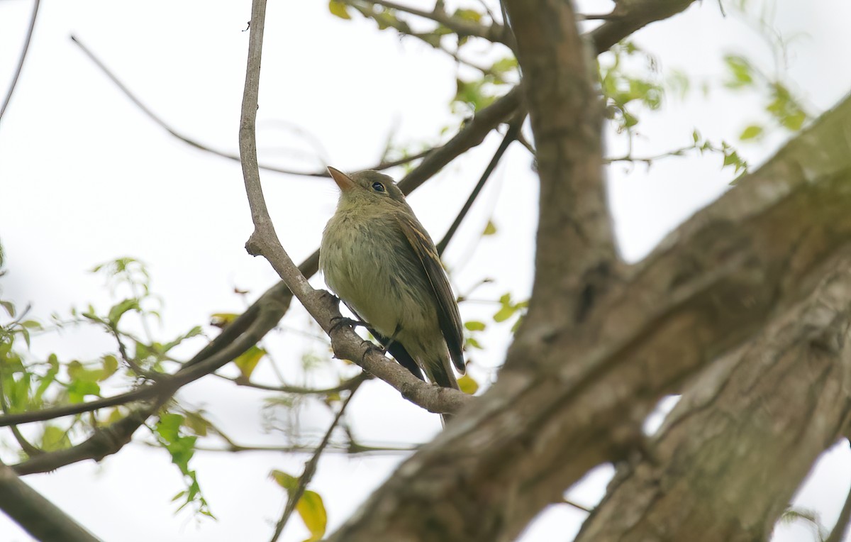 Western Flycatcher - ML624234081