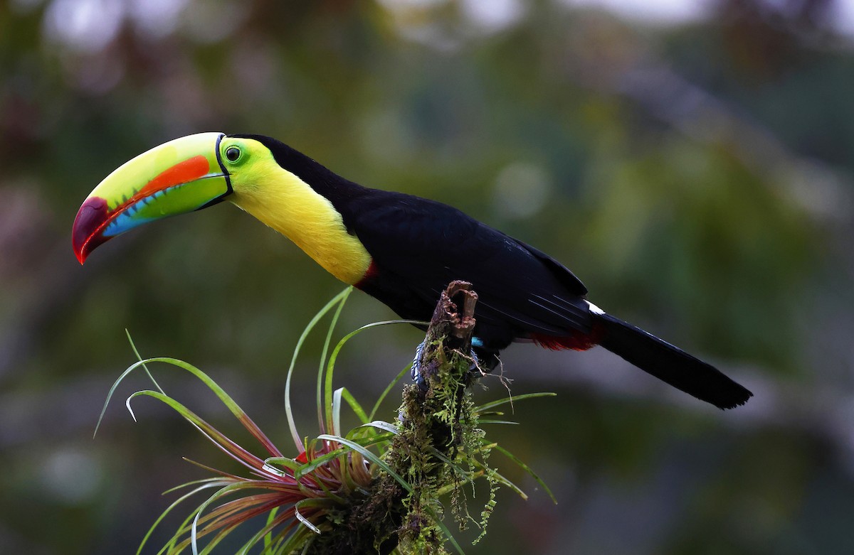 Keel-billed Toucan - ML624234083