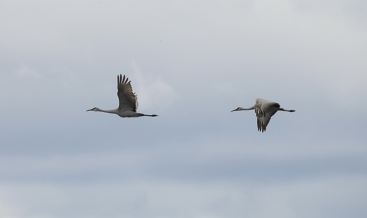 Sandhill Crane - Nelson Roy 🦅