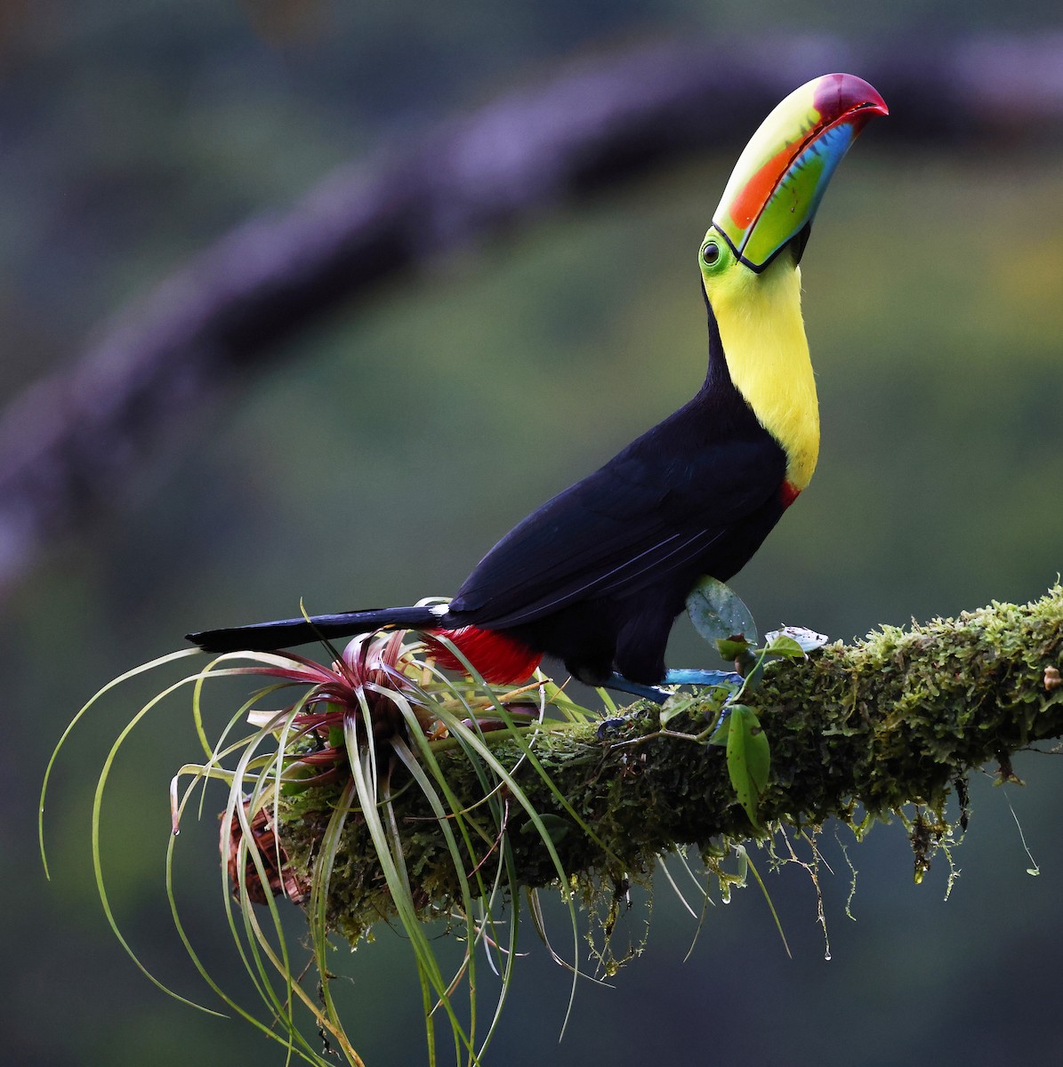 Keel-billed Toucan - ML624234099