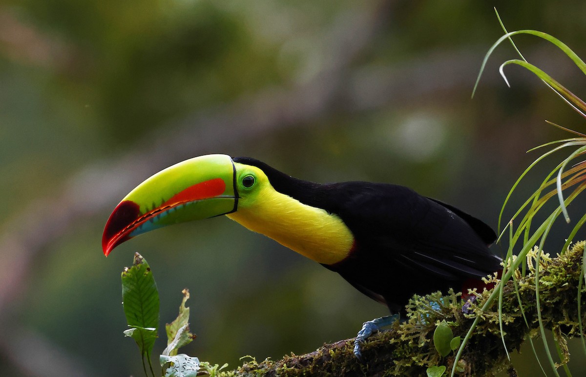 Keel-billed Toucan - ML624234123