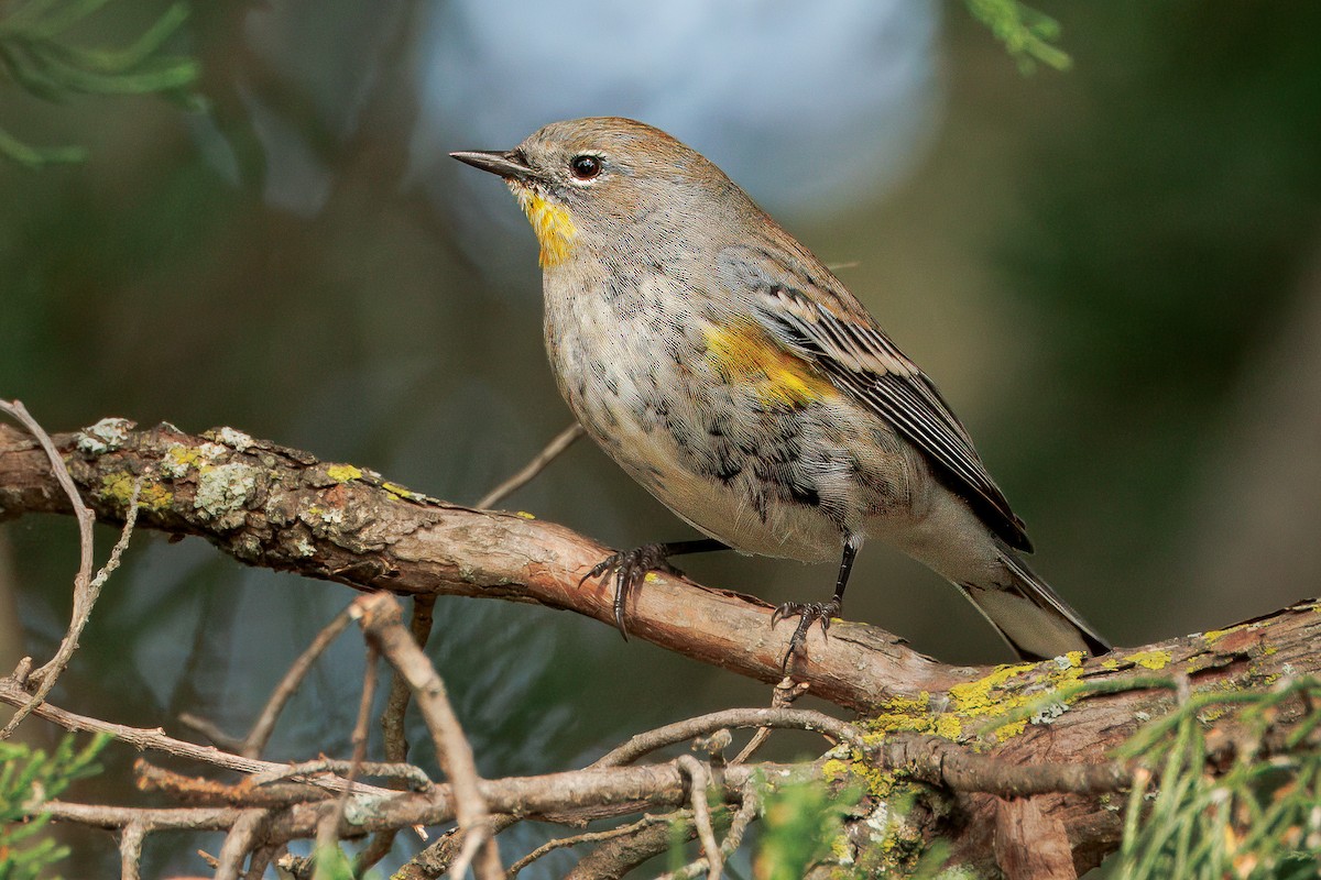 Yellow-rumped Warbler (Audubon's) - ML624234138