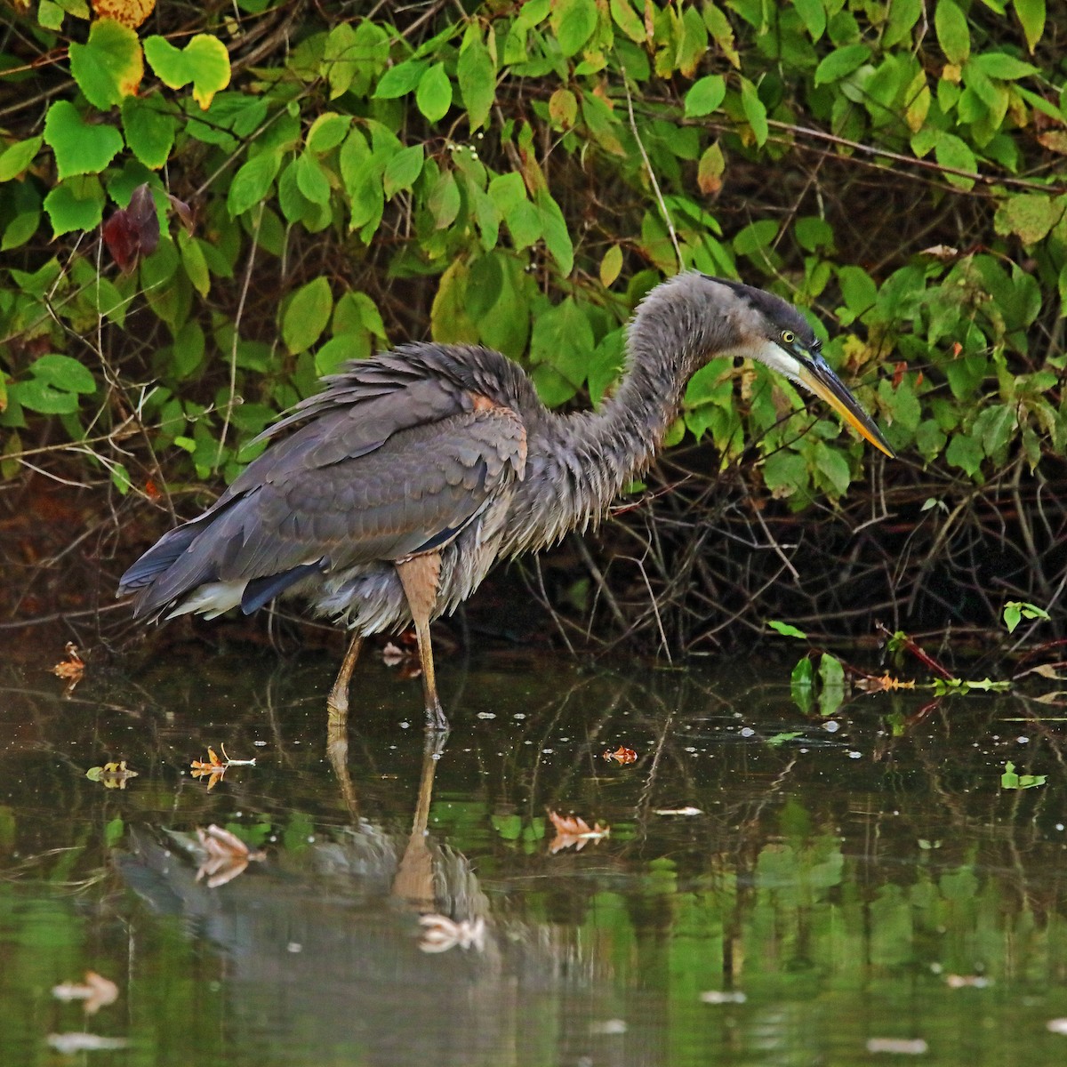 Great Blue Heron - ML624234139